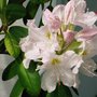 rhododendron (rhododendron)