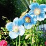  Himalayan  blue poppy (Meconopsis betonicifolia (Himalayan blue poppy))