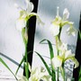 Siberian Iris (Iris sibirica (Siberian iris))