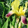  Iris Variegata (Iris germanica (Orris))