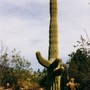 Kay_cactus