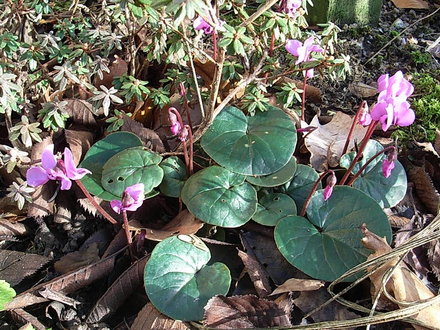 Cyclamen repandum 2 (Cyclamen repandum)