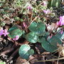 Cyclamen repandum 2 (Cyclamen repandum)
