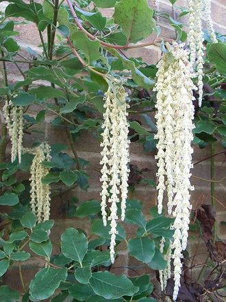 Garrya elliptica 'James Roof' 2 (Garrya elliptica 'James Roof')
