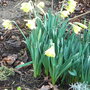 Narcissus 'Cedric Morris' 3 (Narcissus 'Cedric Morris')