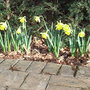 Narcissus 'Rijnveld's Early Sensation' 2 (Narcissus 'Reinveld's Early Sensation')