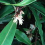 Sarcococca humilis (Sarcococca humilis)