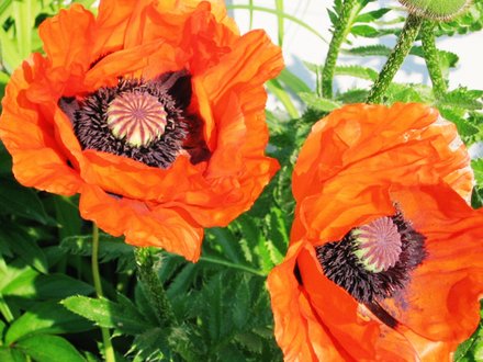 poppy (Papaver orientale (Oriental poppy))