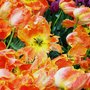 Tulips in Keukenhof Gardens