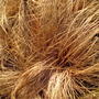 Carex 'Colmans Bronze' winter 2008 (Carex 'Comans Bronze')