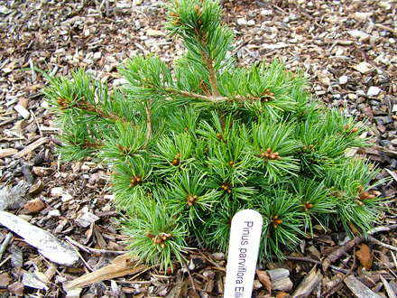 Pinus parviflora 'Eilidh' (common name; Japanese white pine)