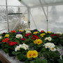 Winter colour