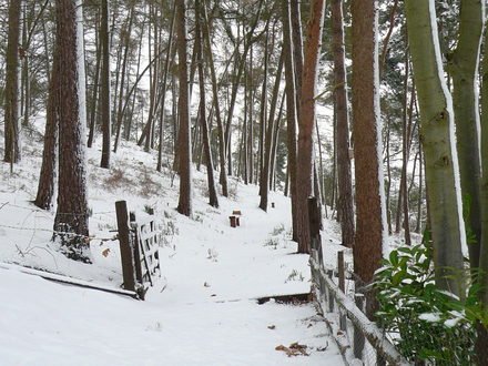 A snowy woodland walk