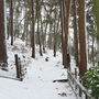 A snowy woodland walk