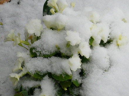 Brave little primrose!