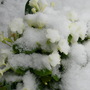 Ngs_snow___spring_pics_014