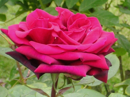 rose
