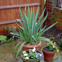 Beschormeria (Beschorneria yuccoides 'Quicksilver')