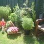 Summer garden
