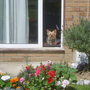 Ella looking at the garden