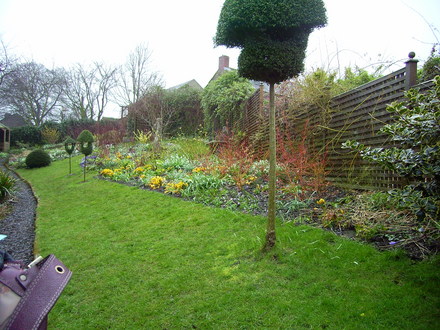 A garden flower photo