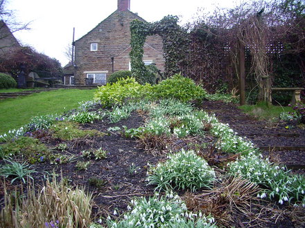A garden flower photo