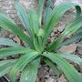 Mexican_yucca
