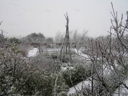 Veg plot January 08 