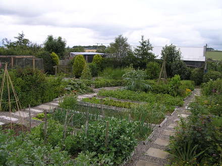 Veg plot Summer 2007