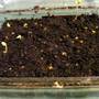 Geranium seeds 