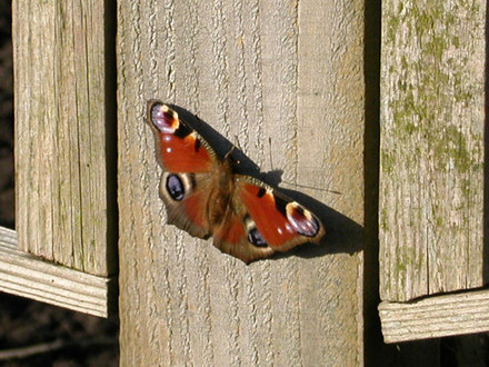 peacock butterfly taken in January 2006