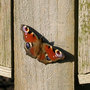 Peacock_21st_jan_06