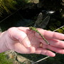 Dragon_fly_2006