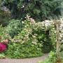 Clematis montana 'Star' golden hop Humulus lupus 'Aureus'.