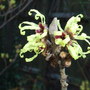 Hamamelis x intermedia 'Pallida' (Hamamelis x intermedia 'Pallida')