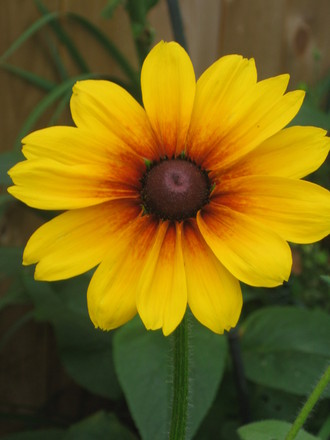 Black eyed susan  (rudbeckia)