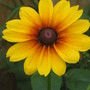 Black eyed susan  (rudbeckia)