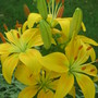 lily garden 07 (lilium)