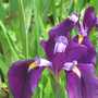 Japanese Iris (Iris japonica (Orchid Iris))