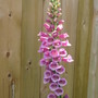 foxglove  (Digitalis purpurea (Common foxglove))