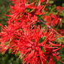 Hamelia patens