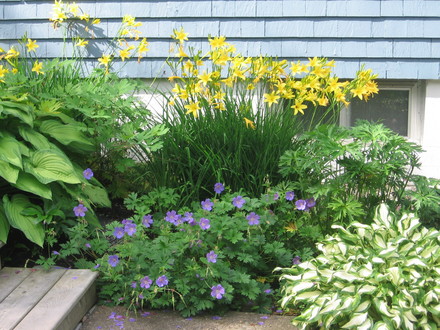 shade garden 