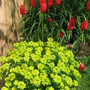 garden 07 (Euphorbia hyberna (Irish Spurge))