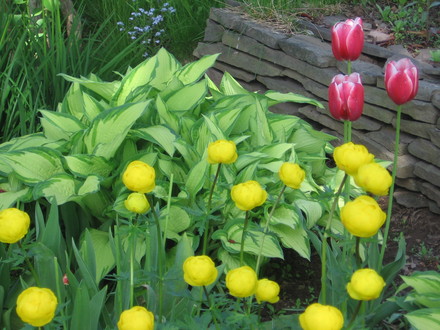buttercups (Trollius europaeus (Boule dor))