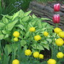 buttercups (Trollius europaeus (Boule dor))