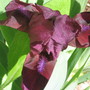 iris Little Annie (Iris germanica (Orris))