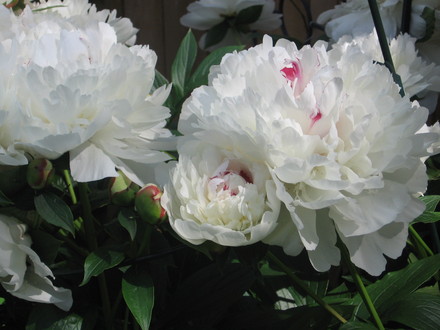 peony (Paeonia officinalis (Double Peony))