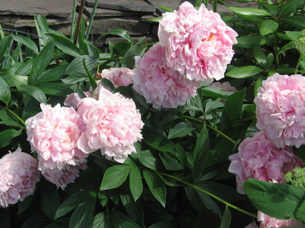 peony (Paeonia officinalis (Double Peony))