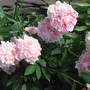 peony (Paeonia officinalis (Double Peony))