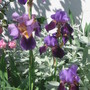 Bearded Iris (Iris germanica (Orris))